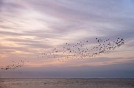 Un essaim d'oiseaux par un ciel magnifique par Barbara Brolsma Aperçu