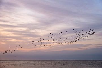 Ein Vogelschwarm an einem schönen Himmel von Barbara Brolsma