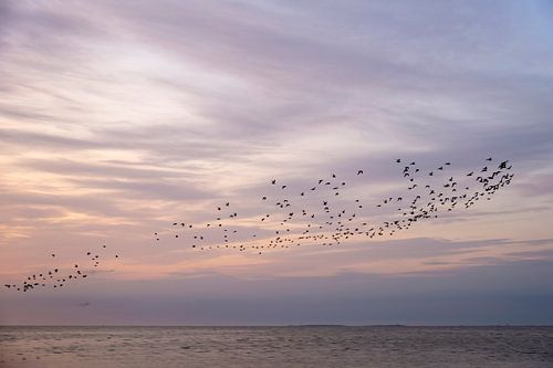 A swarm of birds by a beautiful sky