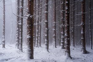 Rode bossen