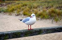 Seagull on railing