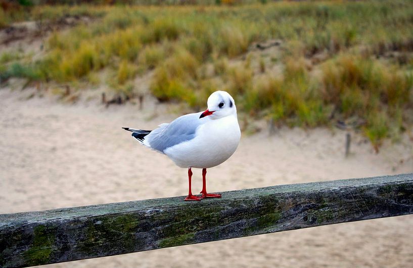 Seagull on railing by Ralph Exner