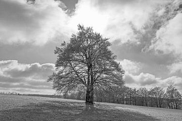 Lonely tree in winter. by Gottfried Carls