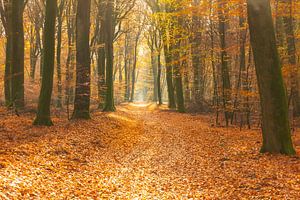 Pfad durch einen goldfarbenen Wald an einem schönen sonnigen Herbsttag