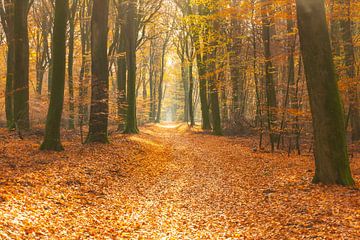 Pad door een goudkleurig bos tijdens een mooie zonnige herfst van Sjoerd van der Wal Fotografie