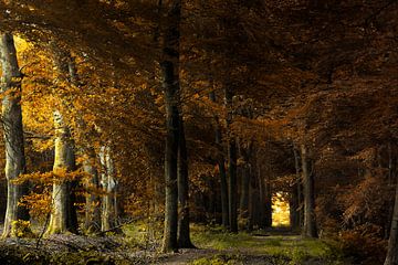 Dans les arbres sombres sur Kees van Dongen