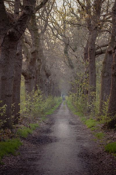 Avenue of Trees by Krijn van Leeuwen
