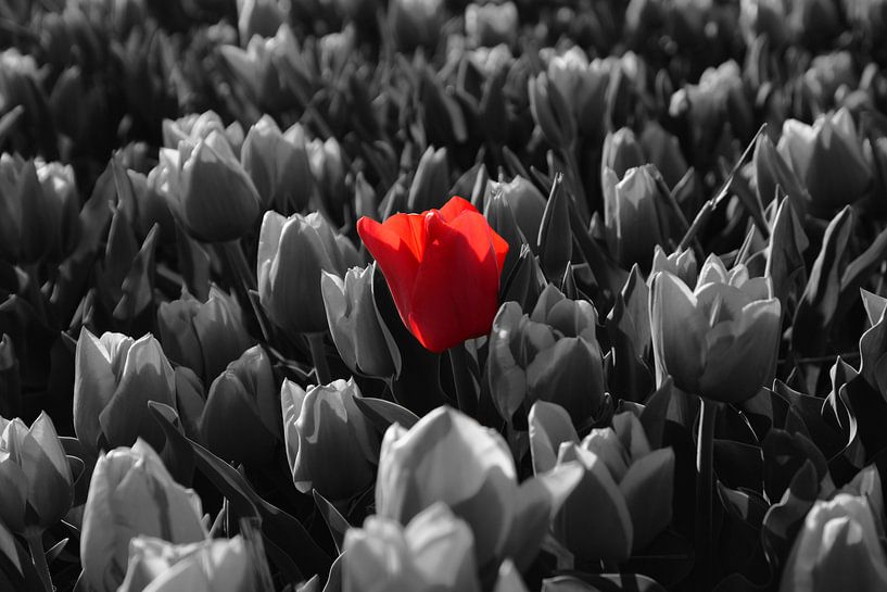 The red tulip jumps out by Renzo de Jonge