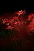 Fleur rouge étincelante