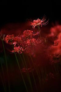 Funkelnde rote Blume, Takashi Suzuki von 1x