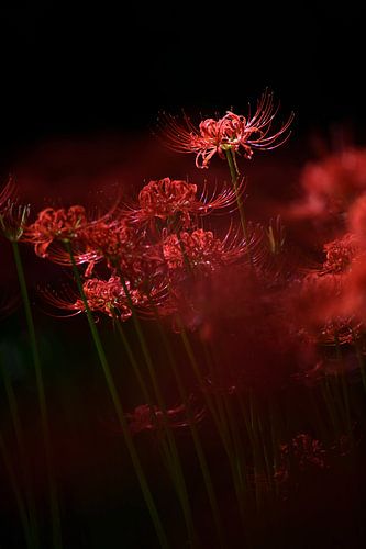 Funkelnde rote Blume