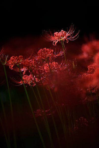 Sprankelende rode bloem, Takashi Suzuki van 1x