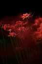 Sprankelende rode bloem, Takashi Suzuki van 1x thumbnail