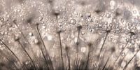 Abstract panorama of drops on a fluffy ball by Marjolijn van den Berg thumbnail