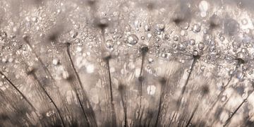 Abstract panorama of drops on a fluffy ball by Marjolijn van den Berg