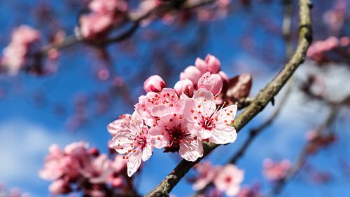 Prachtige bloesem van een fruitboom in de lente
