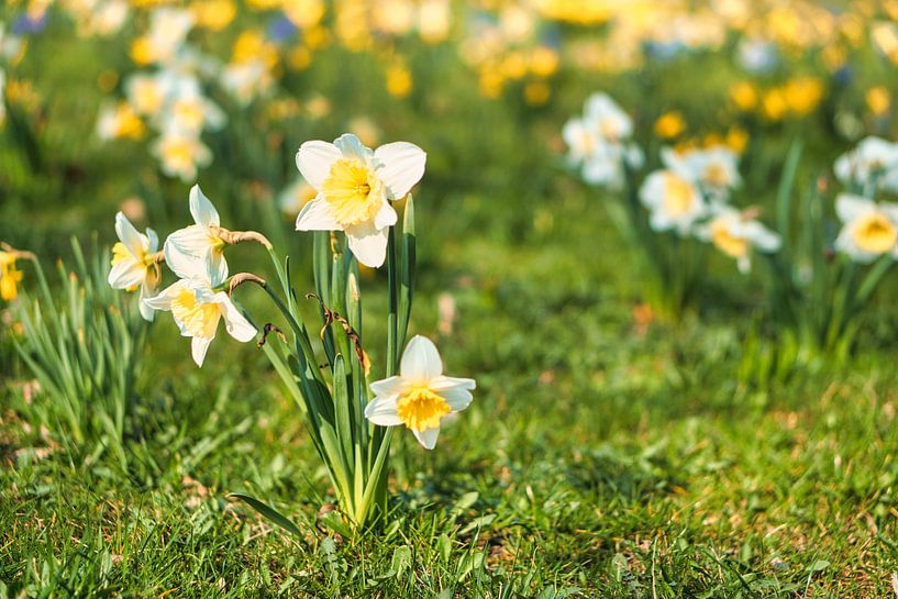 White daffodils, daffodils on a green meadow by Martin Köbsch