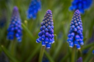 Blauwe druifjes van Ineke Huizing