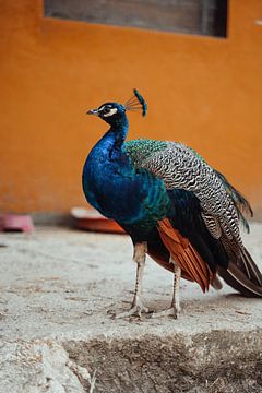 Peacock by Studio Seeker