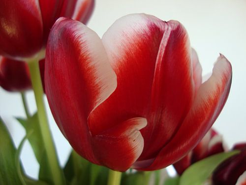 rood-witte tulpen