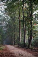 Morning on the Sysselt