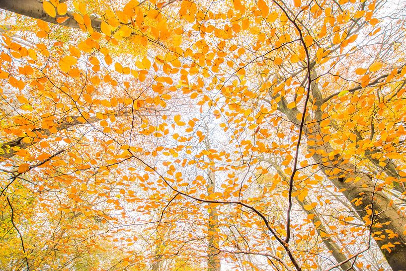 Herbst auf der Veluwe von Danny Slijfer Natuurfotografie