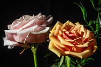 Afternoon Roses
