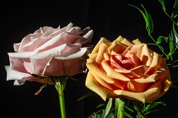 Afternoon Roses by Torfinn Johannessen