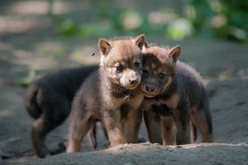 Wolf cubs