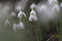 Perce-neige