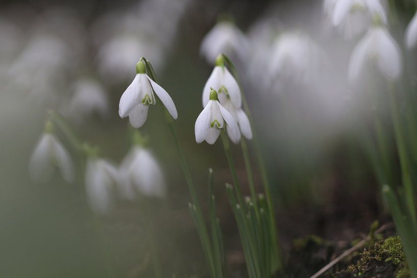 Snowdrops by Geert Naessens