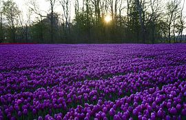 Violet tulips