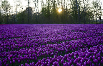Violet tulips