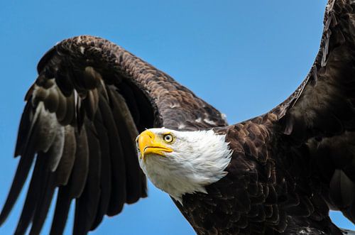 Amerikaanse zeearend