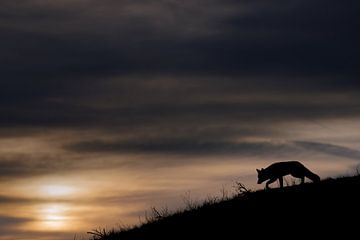 Rode vos bij een zonsondergang