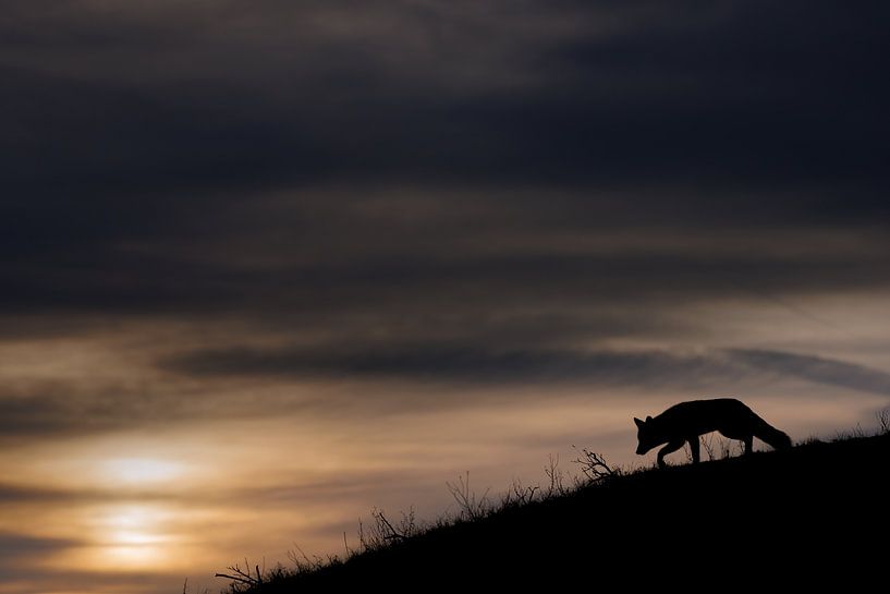 Red fox at a sunset by Pim Leijen