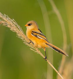 Juvenile Bartkauz im Sommer von JorDieFotografie