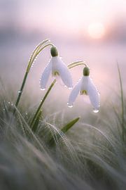Les messagers du printemps dans la rosée du matin sur Christina Bauer Photos