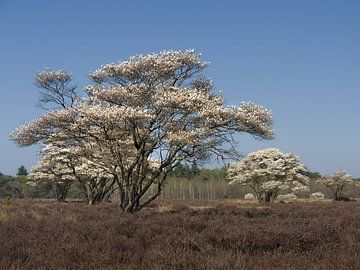 Spring - Blossom on the moors