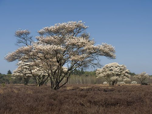 Lente - Bloesem op de heide van BHotography