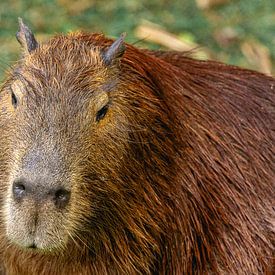 Close-up van een capibara van Sonny Vermeer