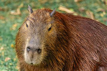 Close-up of a capybara by Sonny Vermeer