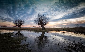 Knotwilgen in weiland tijdens de zonsondergang  van Michel Knikker