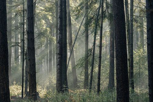 Middagzon in het winterbos
