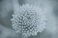 Bloem van mini chrysant van Marianne Twijnstra thumbnail