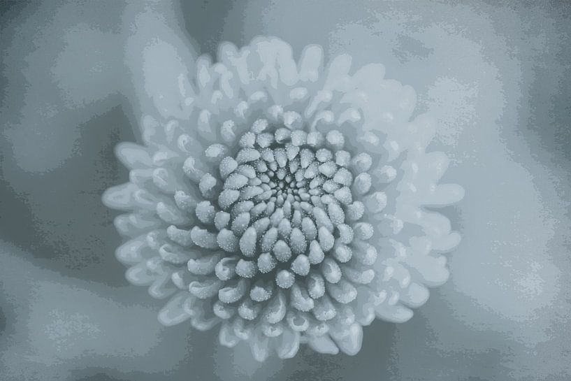 Bloem van mini chrysant van Marianne Twijnstra