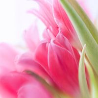 Bosje tulpen