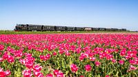De stoomtram van Hoorn naar Medemblik rijdt langs een tulpenveld van Dennis Dieleman thumbnail