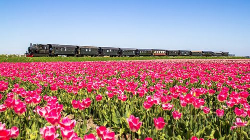 The steam tram from Hoorn to Medemblik passes a tulip field.