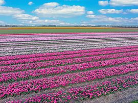 Luftaufnahme von Tulpenfeldern im Frühling in den Niederlanden von Eye on You